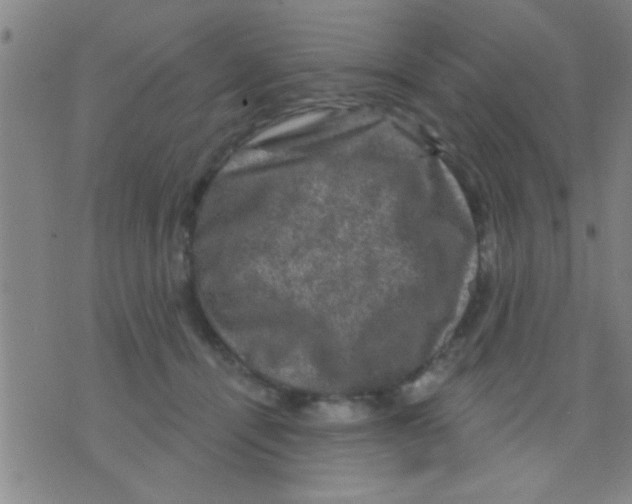 X0000075900464200610151820