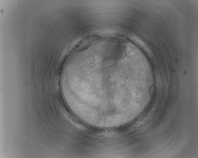 X0000075900537200610151818