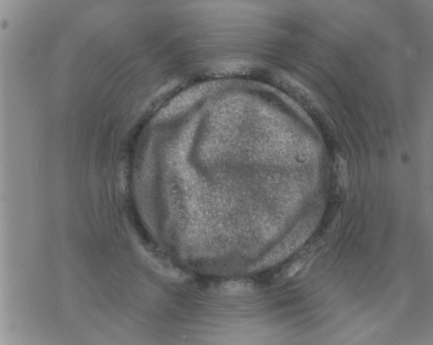 X0000075900546200610151819