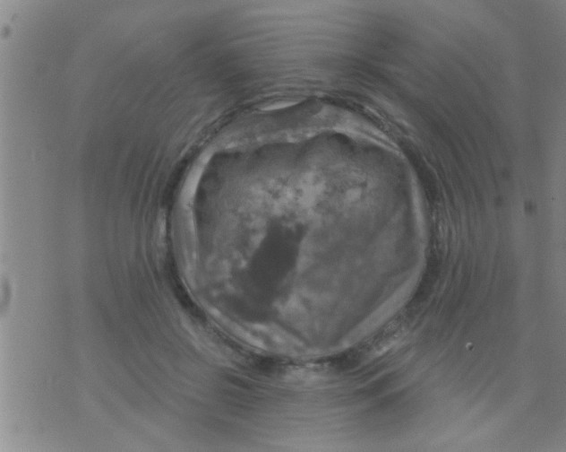 X0000075900550200610151819