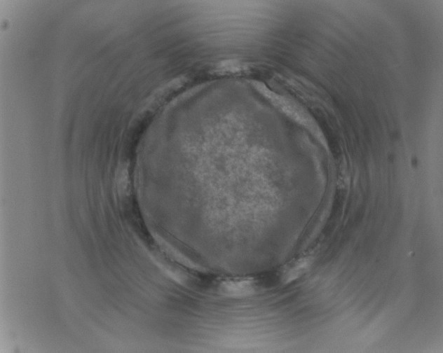 X0000075900560200610151819