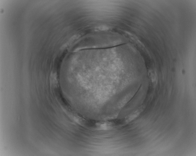 X0000075900564200610151819