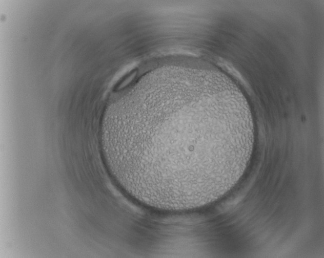 X0000075900625200610151817