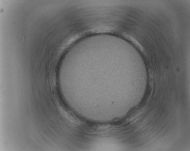 X0000075900631200610151817