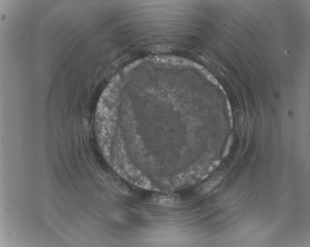 X0000075900655200610151817