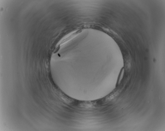 X0000075900661200610151817