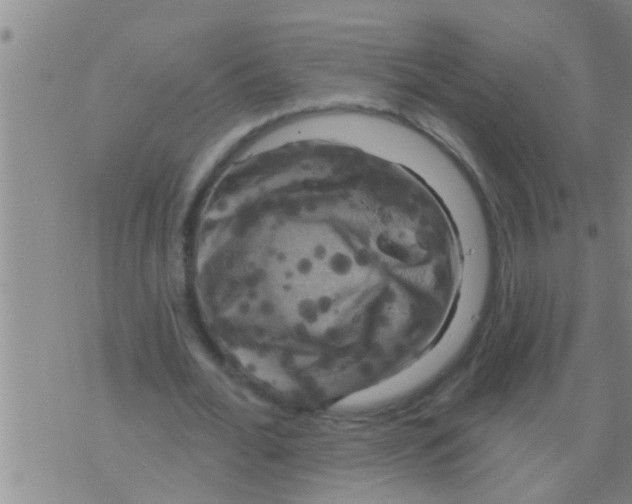 X0000075900676200610151817