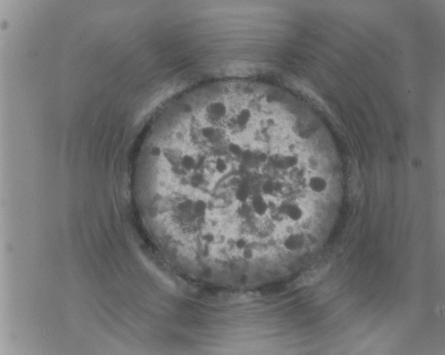 X0000075900683200610151817