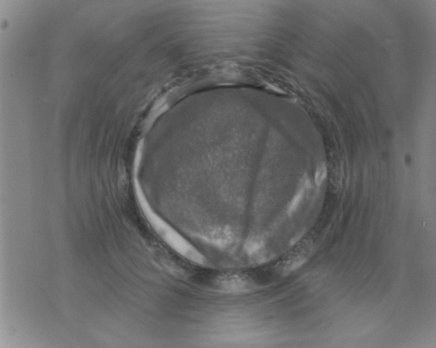 X0000075900704200610151816