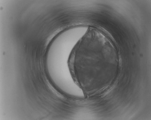 X0000075900725200610151815