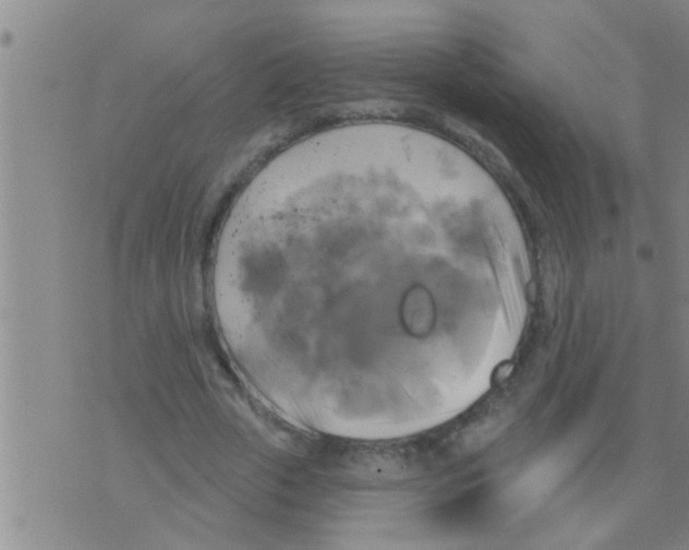 X0000075900729200610151815