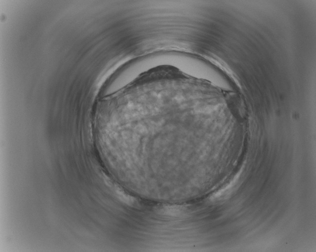 X0000075900782200610151815