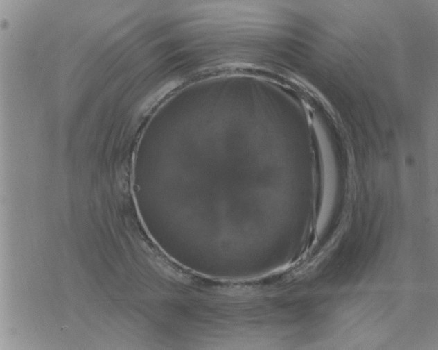 X0000075900785200610151815