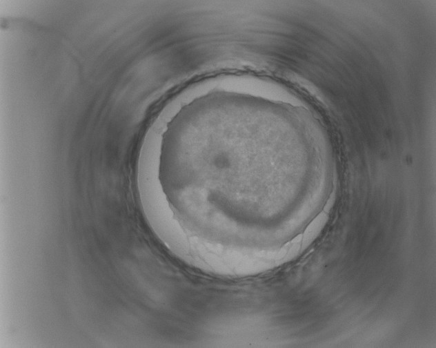 X0000075900824200610151814