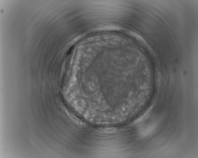 X0000075900833200610151814