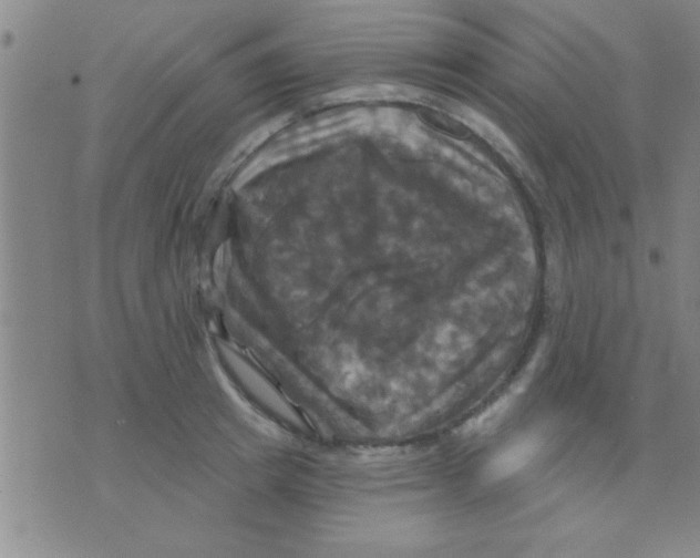 X0000075900849200610151814