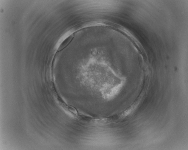 X0000075900858200610151814