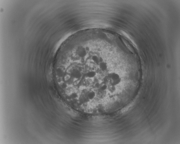 X0000075900875200610151813