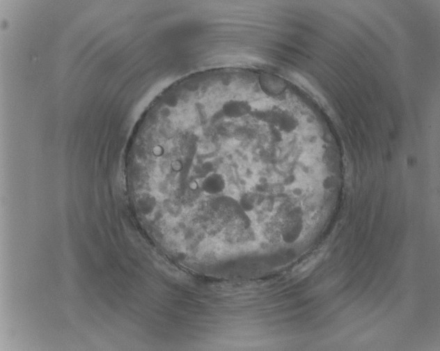 X0000075900883200610151813