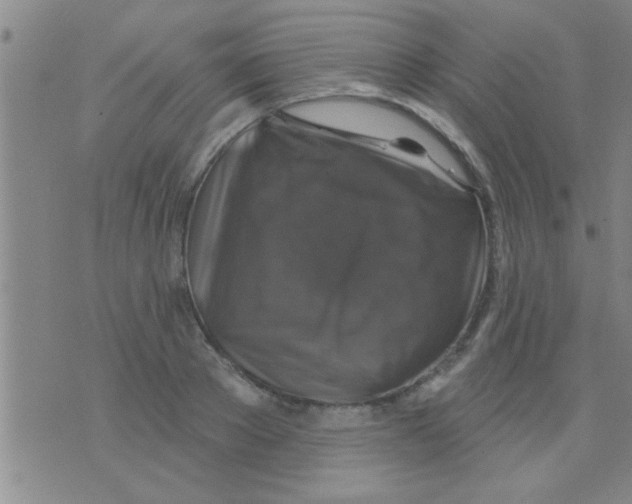 X0000075900889200610151813