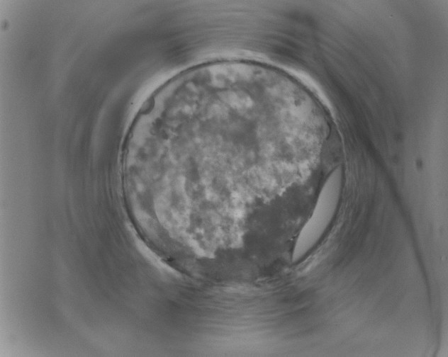 X0000075900903200610151813