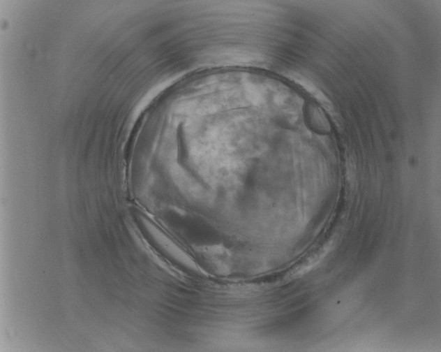 X0000075900933200610151812