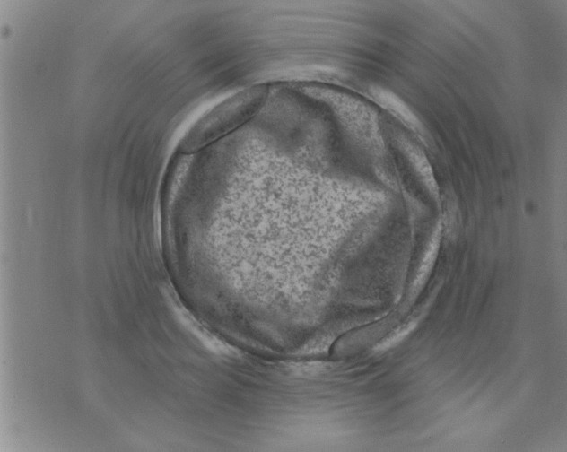 X0000075900940200610151812