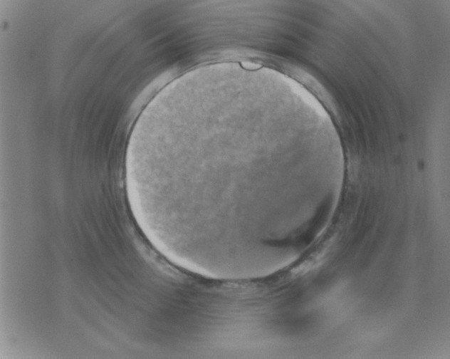 X0000075900954200610151813