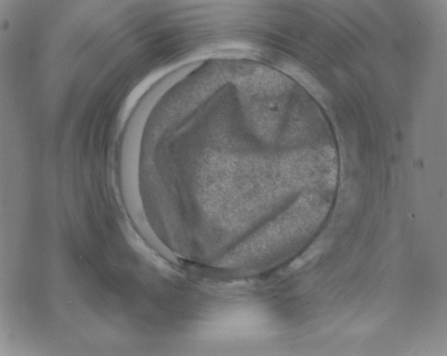 X0000075900960200610151813