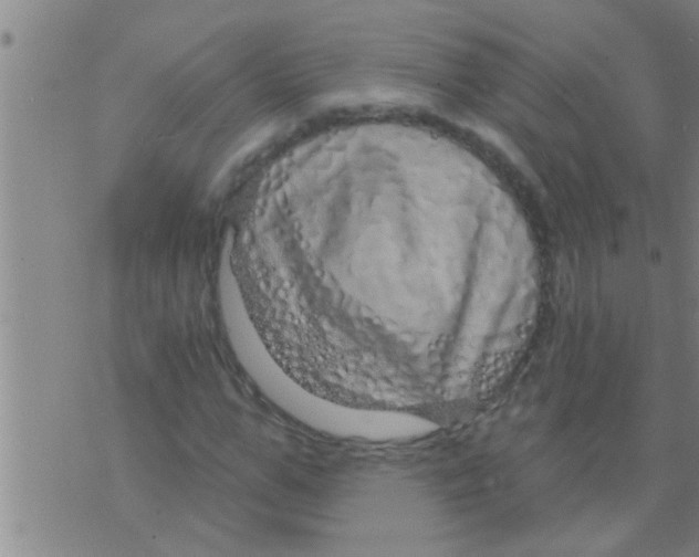 X0000075900967200610151812