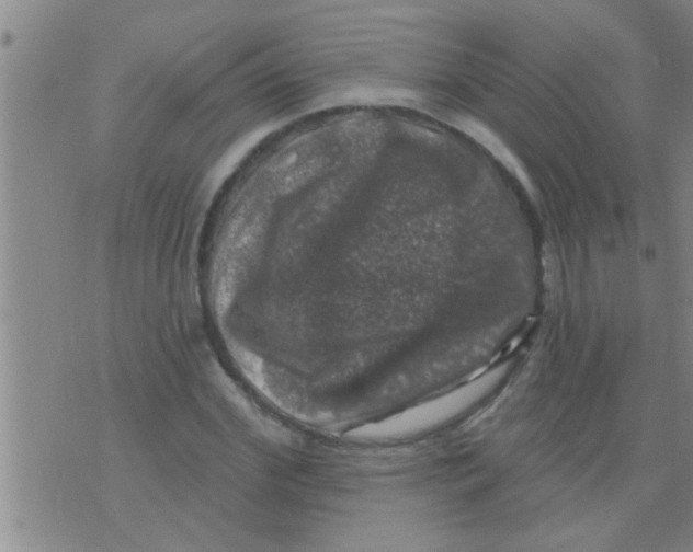 X0000075900972200610151812