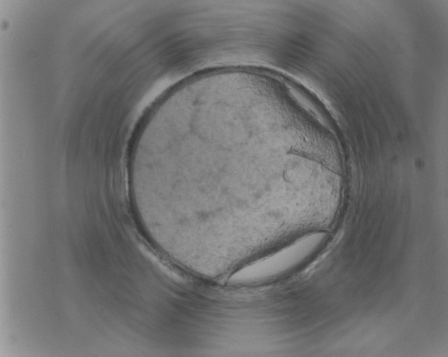 X0000075900982200610151812