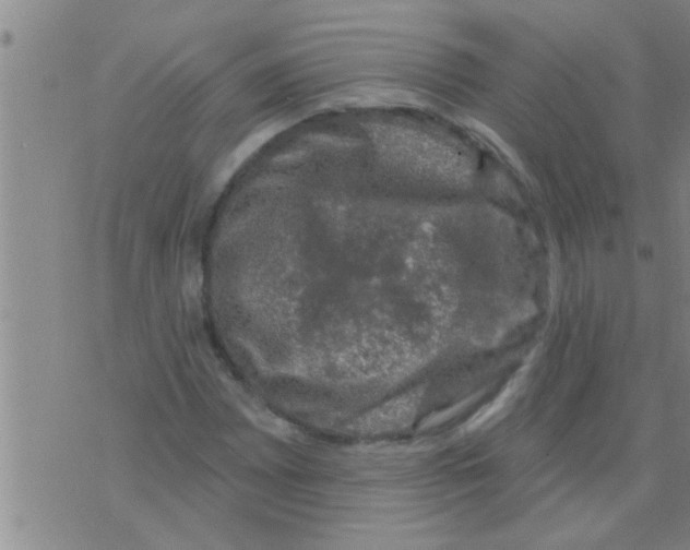 X0000075901065200610151810