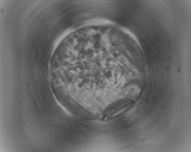 X0000075901103200610151810