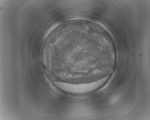 X0000075901145200610151810