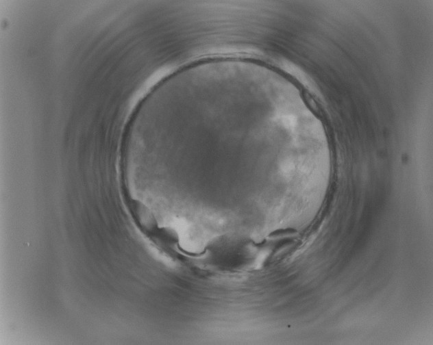 X0000075901237200610151808