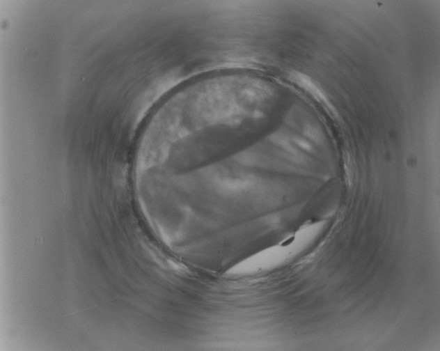 X0000075901260200610151807