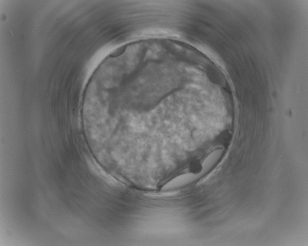 X0000075901296200610151807