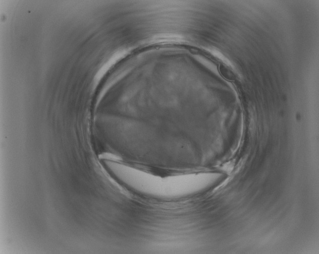 X0000075901325200610151806