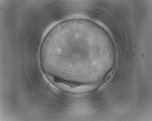 X0000075901440200610151805