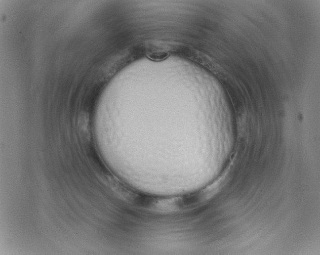 X0000075910178200610062152