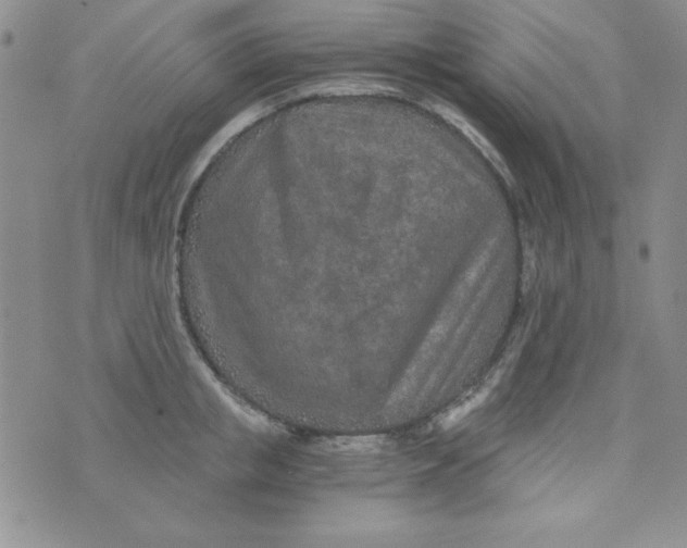 X0000075910853200610062141