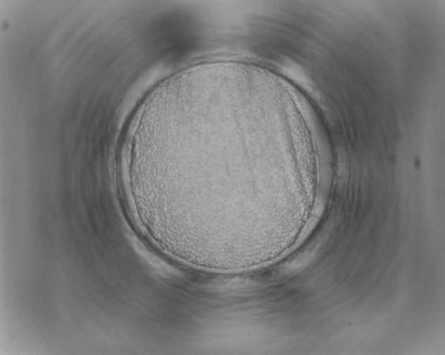 X0000075911474200610062130