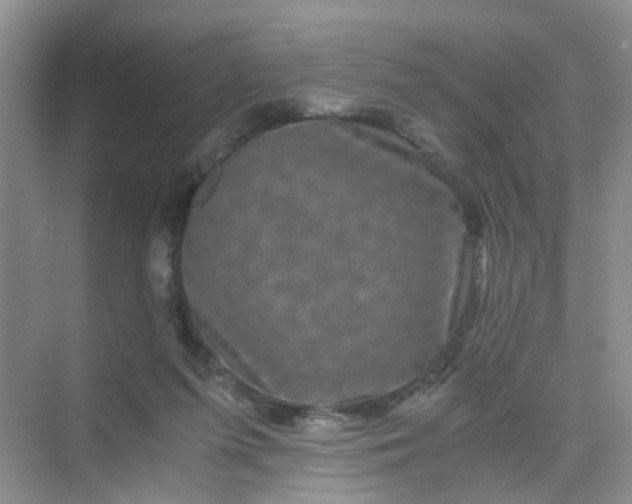 X0000075920215200609291833