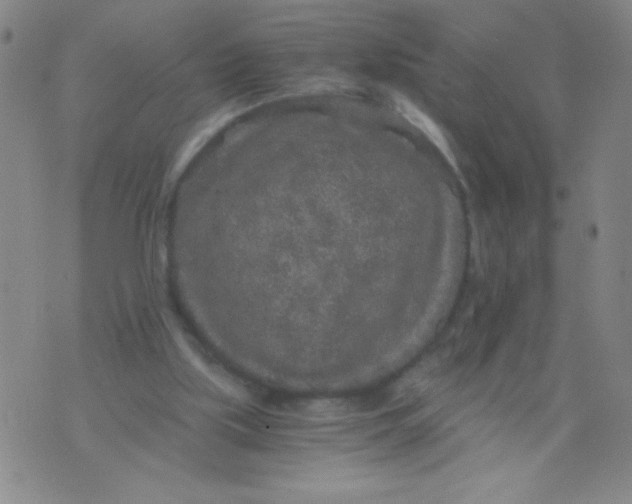 X0000075920059200610062218