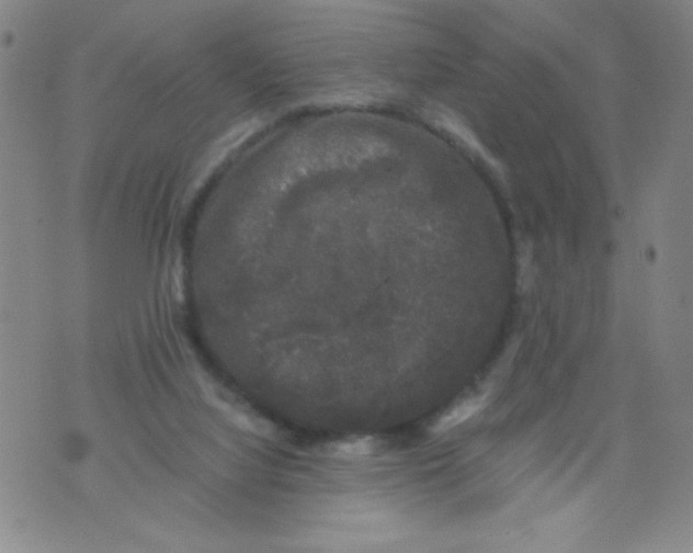 X0000075920068200610062218