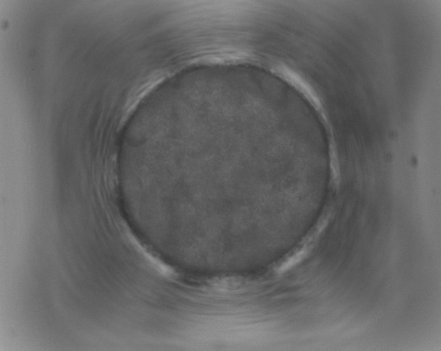 X0000075920105200610062217