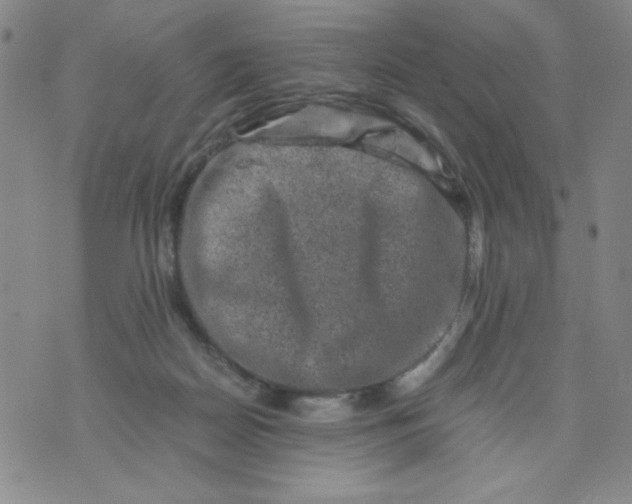 X0000075920170200610062216