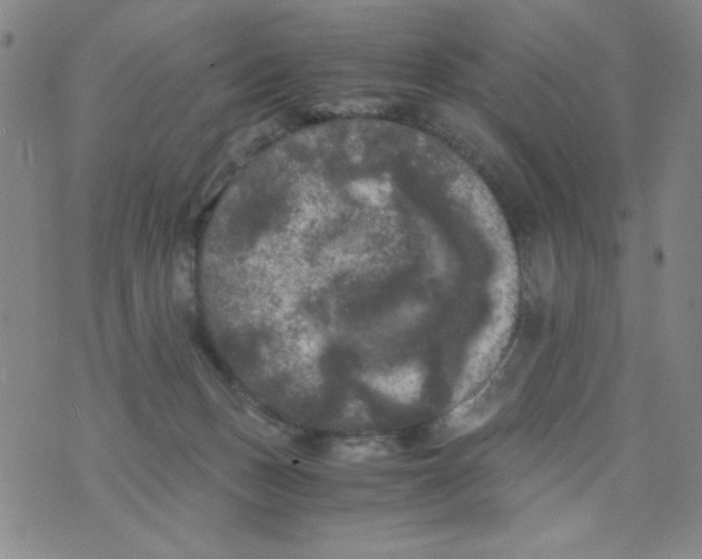 X0000075920175200610062216