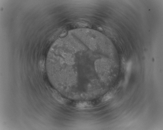 X0000075920177200610062217